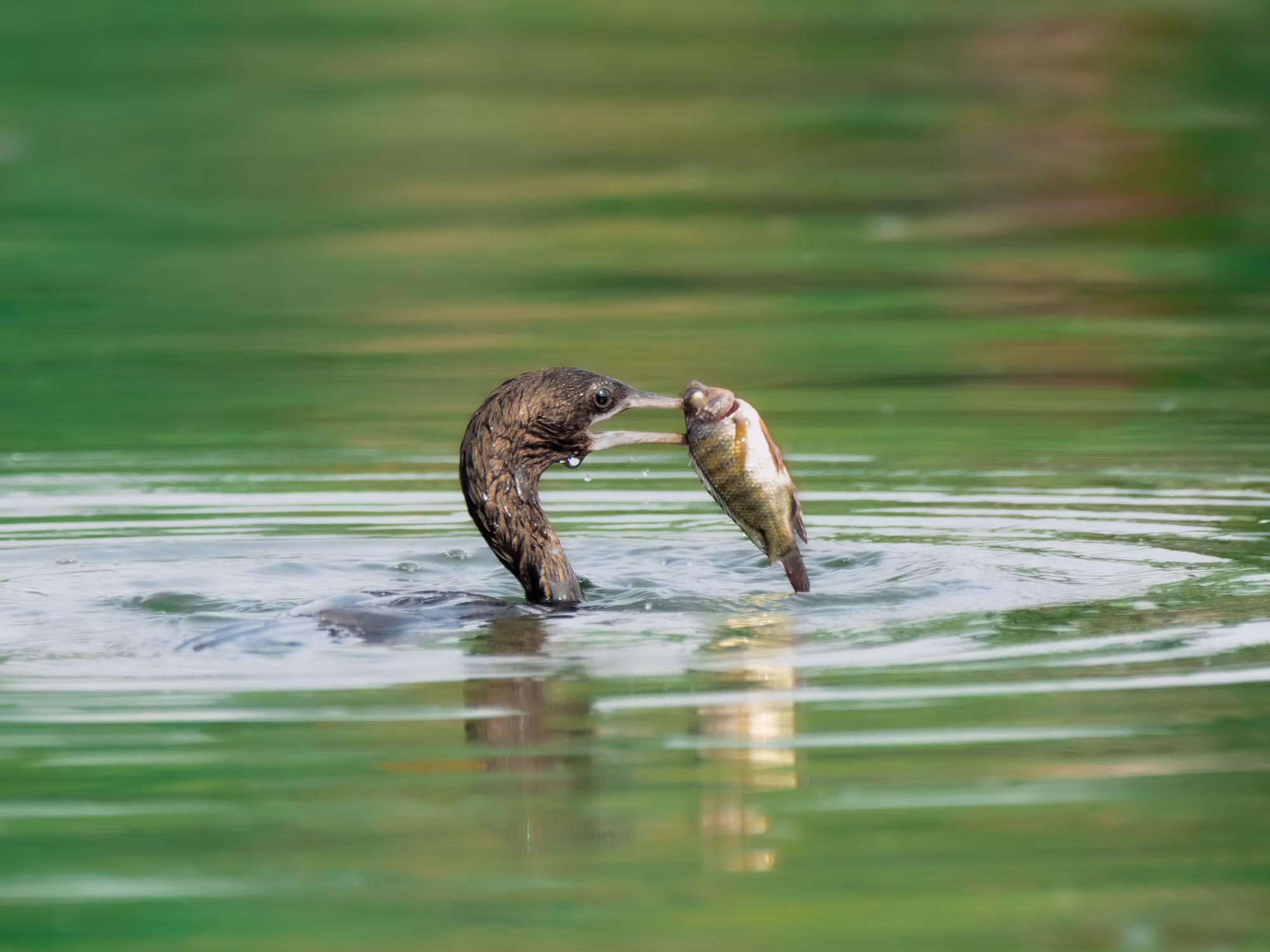 Casting Lines: A Comprehensive Guide to Fishing Techniques